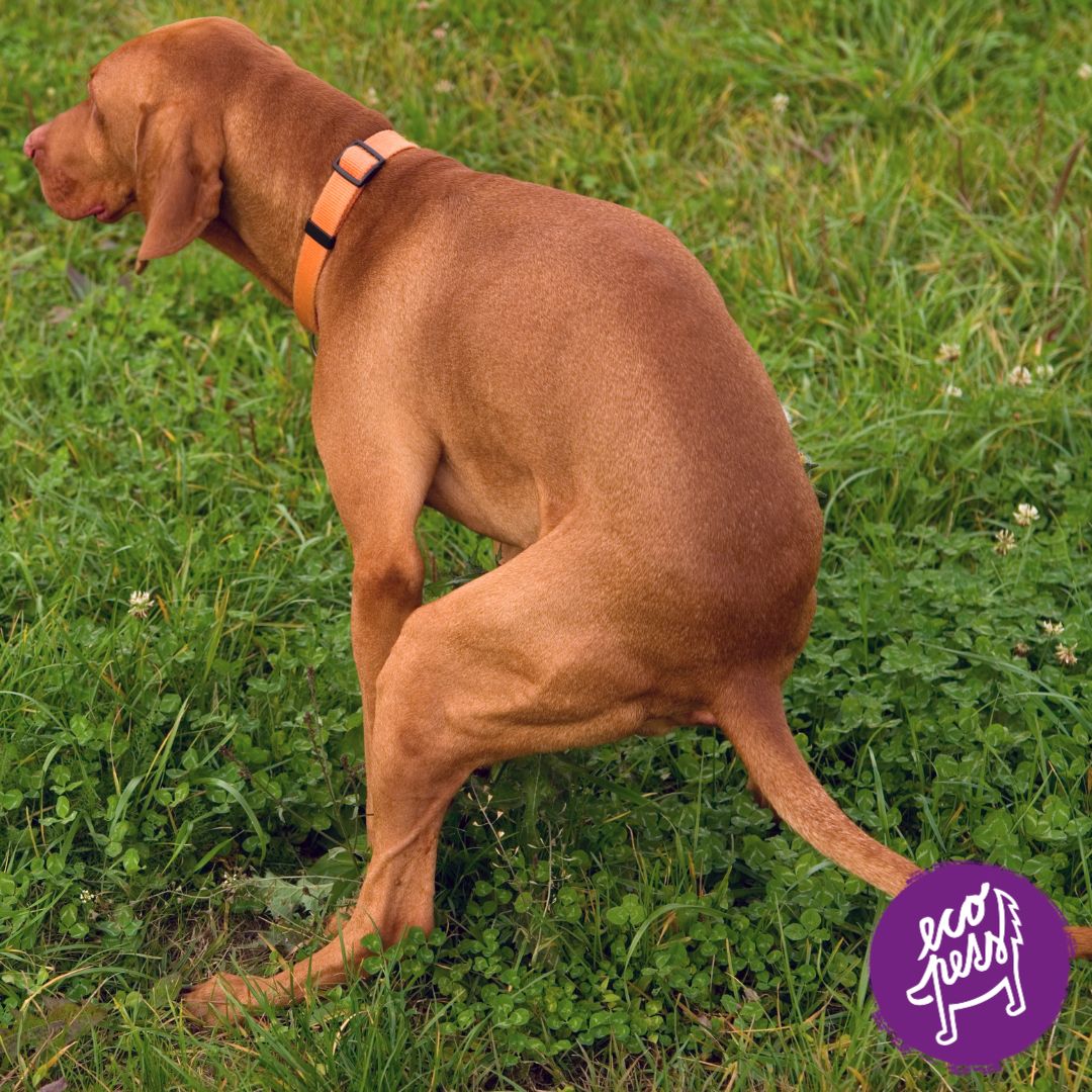 Zanesené anální žlázky u psů_ chyba, kterou dělá většina majitelů